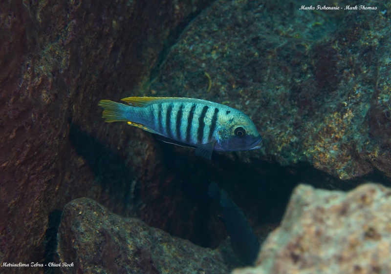 Maylandia zebra 'Chiwi Rocks'